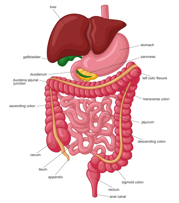 gastroenterologists orange ca